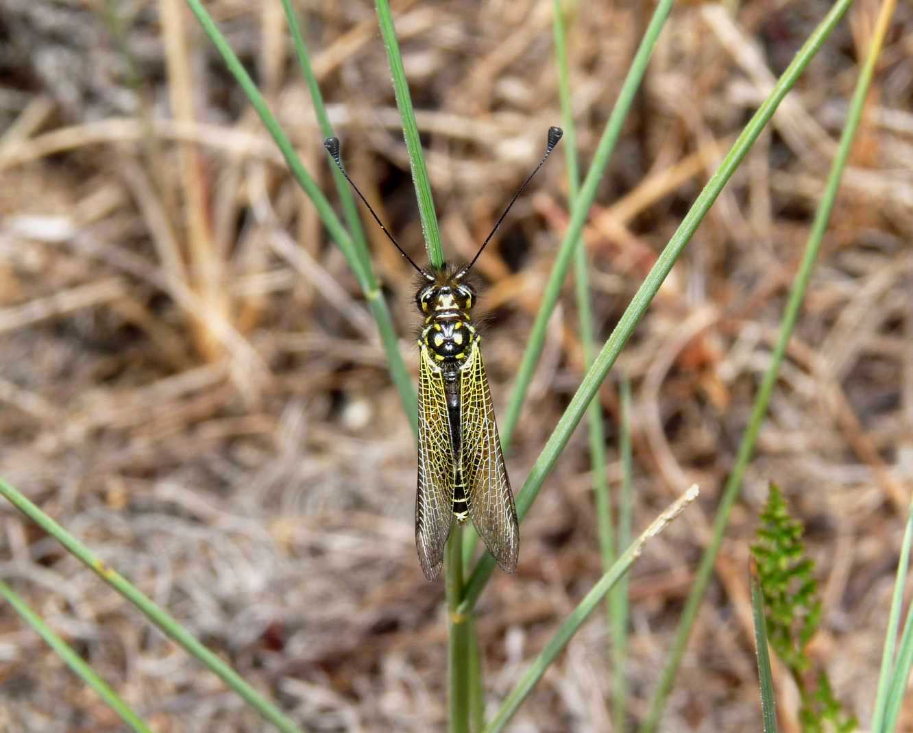 Libelloides corsicus